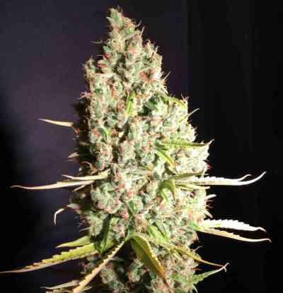 Chicle AKA Bubbledawg > TH Seeds | Feminized Marijuana   |  Indica